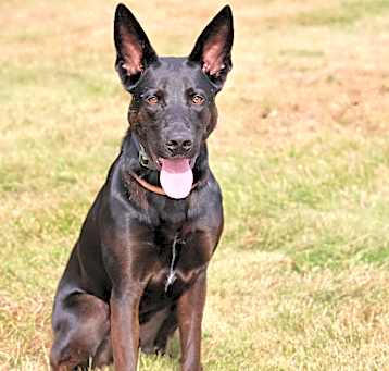 Photo of Indigo