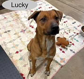 Photo of Lucky
