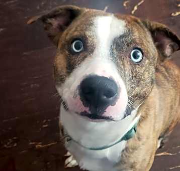 Photo of Kovu