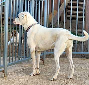 Photo of HOOCH