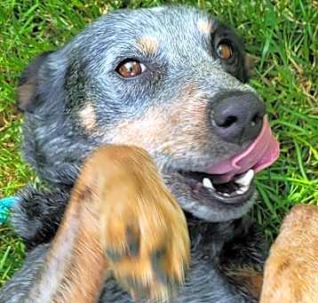 Photo of DIXIE