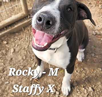 Photo of ROCKY