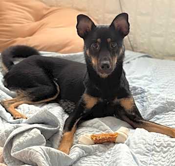 Photo of Kuku