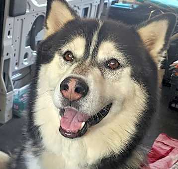 Photo of BANDIT