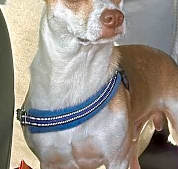 Photo of Scoot