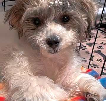 Photo of Rugrat