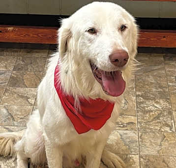 Photo of Harley