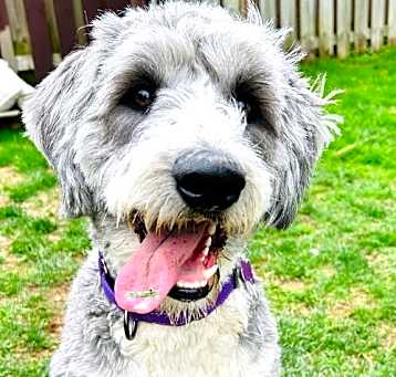 Photo of Charlie the Bordoodle