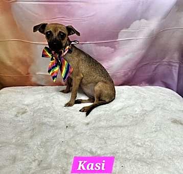 Photo of Kasi