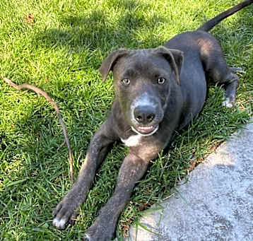 Photo of Whiskey, the family pup