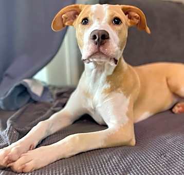 Photo of Nova