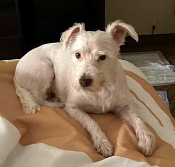 Photo of BUTTERCUP in PA