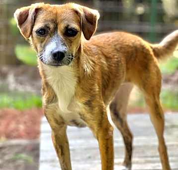 Photo of Gidget