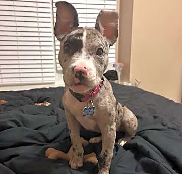 Photo of Frappuccino - Adoption Pending