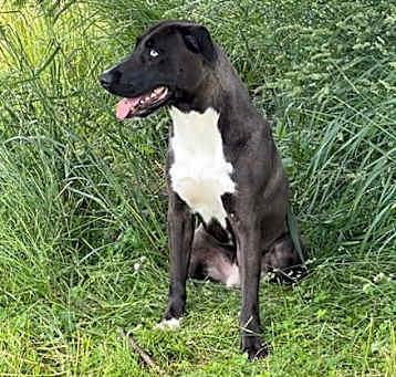 Photo of Zuko (Fulton, NY) Sponsored Adoption Fee