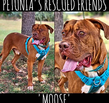 Photo of Moose