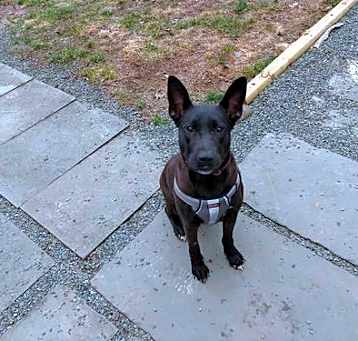 Photo of Mollie (AL)