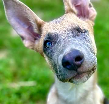 Photo of Otis