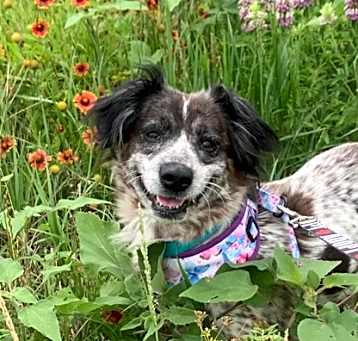 Photo of Aster