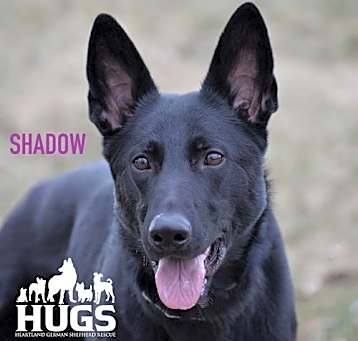 Photo of Shadow