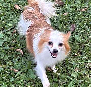 Photo of Rusty