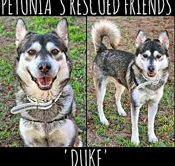 Photo of Duke