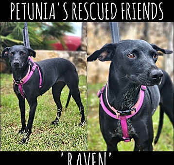 Photo of Raven