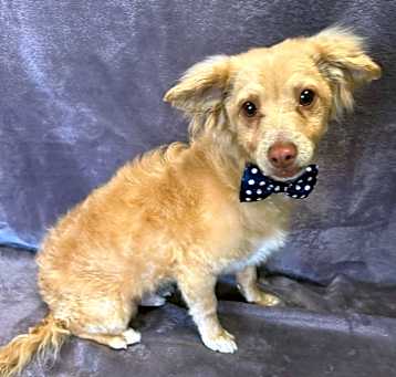 Photo of Ollie