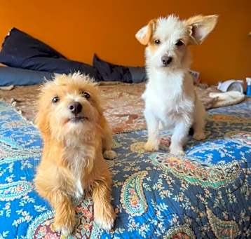Photo of BONDED LITTLE TERRIERS