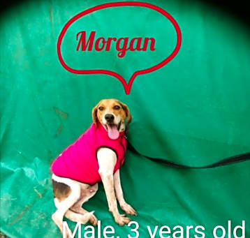 Photo of Morgan