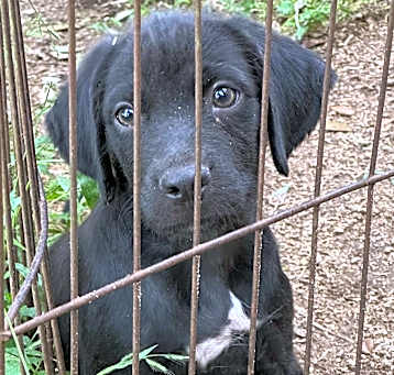 Photo of Marley 9wks