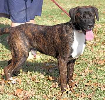 Photo of Ruger (Photos 10/13/2024)
