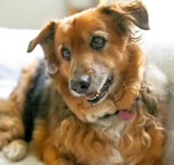 Photo of Rusty