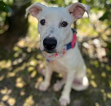 Photo of Malibu (Urgent)