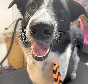 Photo of Oliver “Ollie”