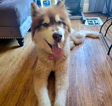 Photo of Thor