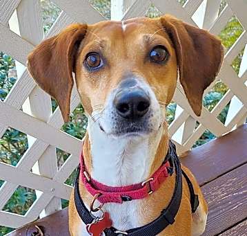 Photo of Mango-Tango