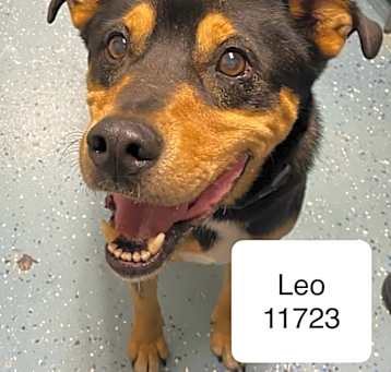 Photo of Leo 11723