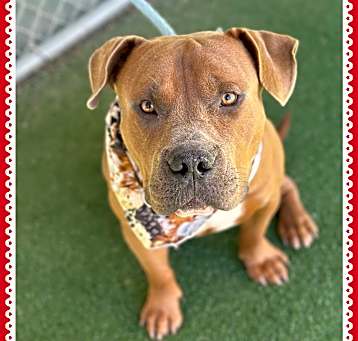 Photo of ECKHART - foster to adopt