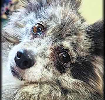 Photo of Missy-Adopted