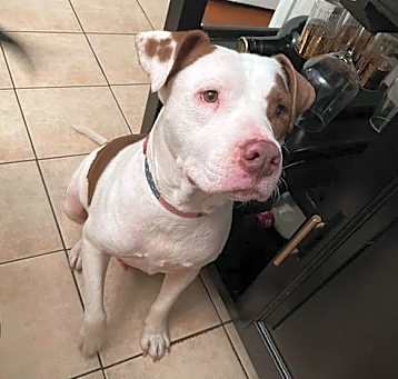 Photo of Homer (TX)
