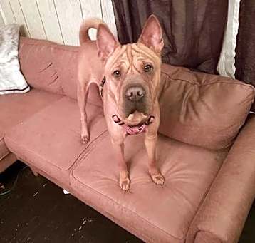 Photo of Bebe (TX)