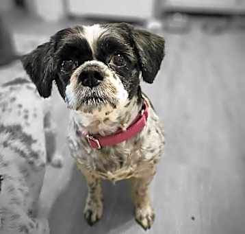 Photo of Bella