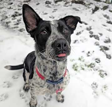 Photo of Remy