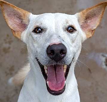 Photo of Shachuro (Soi Dog)