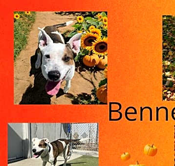 Photo of Bennelle