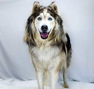 Photo of Artic