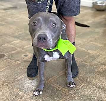 Photo of Sterling Angel (COURTESY POST)