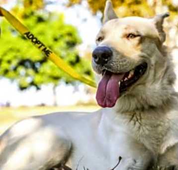 Photo of Kimba Angel (COURTESY POST)