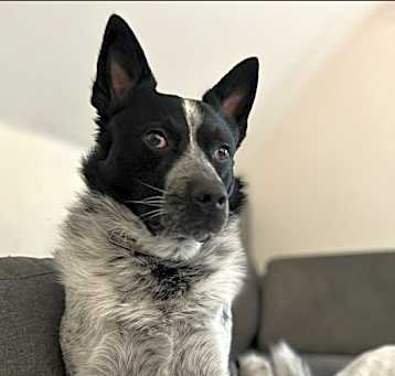 Photo of Frankie